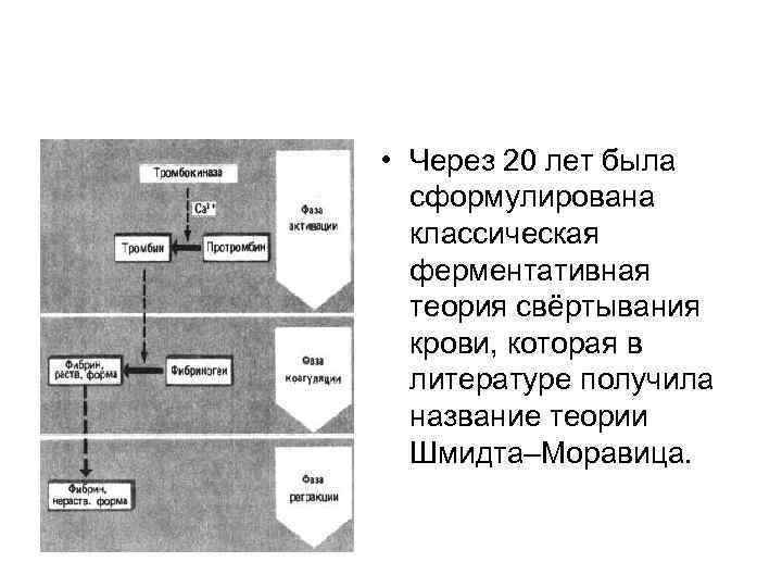  • Через 20 лет была сформулирована классическая ферментативная теория свёртывания крови, которая в