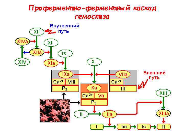 Проферментно-ферментный каскад гемостаза 