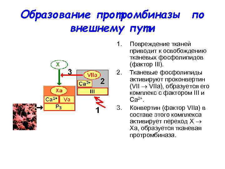 Образование протромбиназы по внешнему пути 1. 2. 3. Повреждение тканей приводит к освобождению тканевых