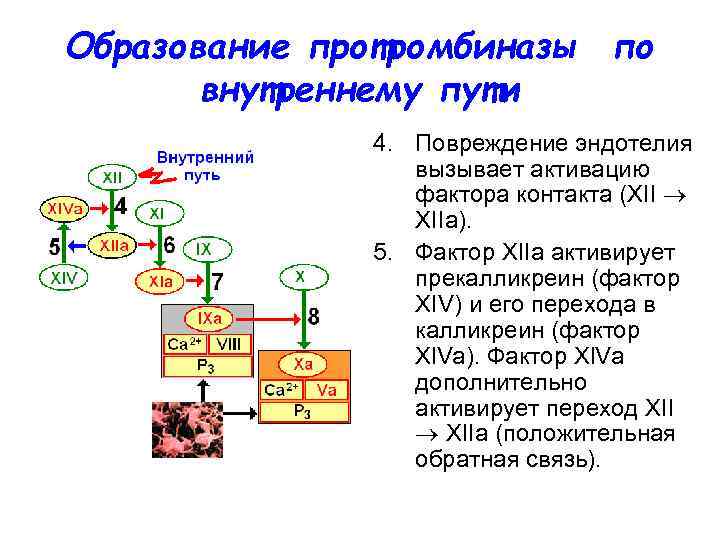 Образование протромбиназы по внутреннему пути 4. Повреждение эндотелия вызывает активацию фактора контакта (XII ХIIа).