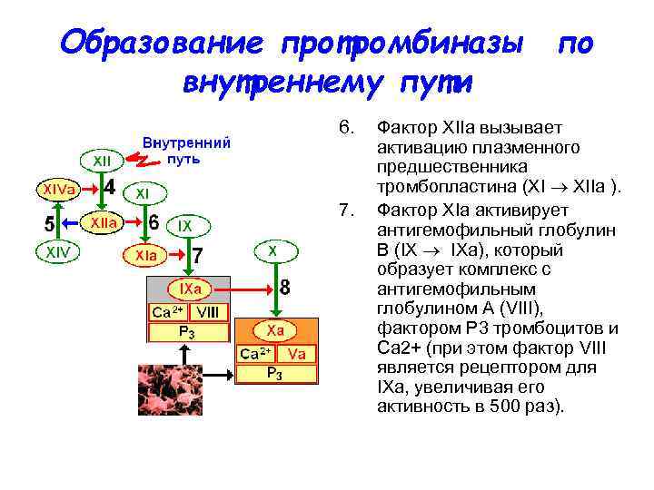 Образование протромбиназы по внутреннему пути 6. 7. Фактор XIIа вызывает активацию плазменного предшественника тромбопластина