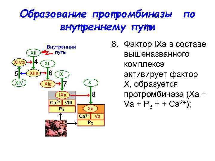 Образование протромбиназы по внутреннему пути 8. Фактор IХа в составе вышеназванного комплекса активирует фактор