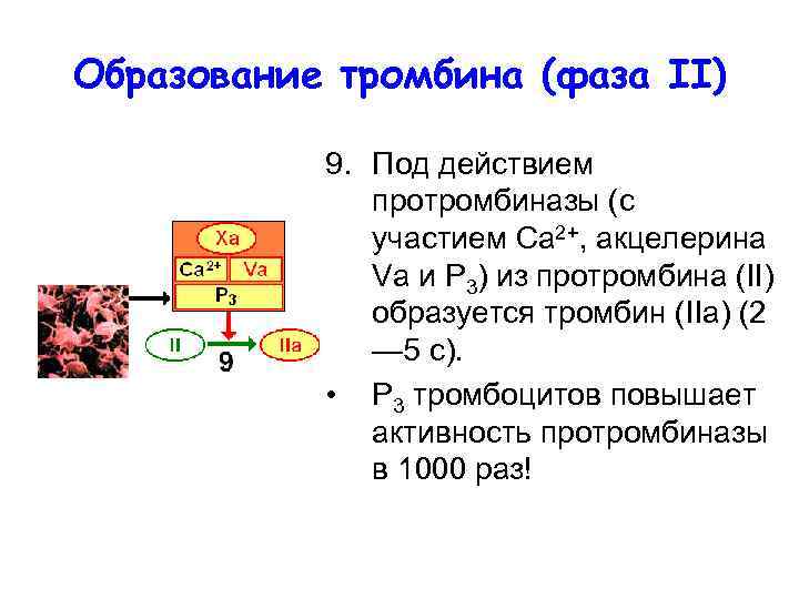 Образование тромбина (фаза II) 9. Под действием протромбиназы (с участием Са 2+, акцелерина Va