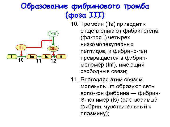 Образование фибринового тромба (фаза III) 10. Тромбин (IIa) приводит к отщеплению от фибриногена (фактор