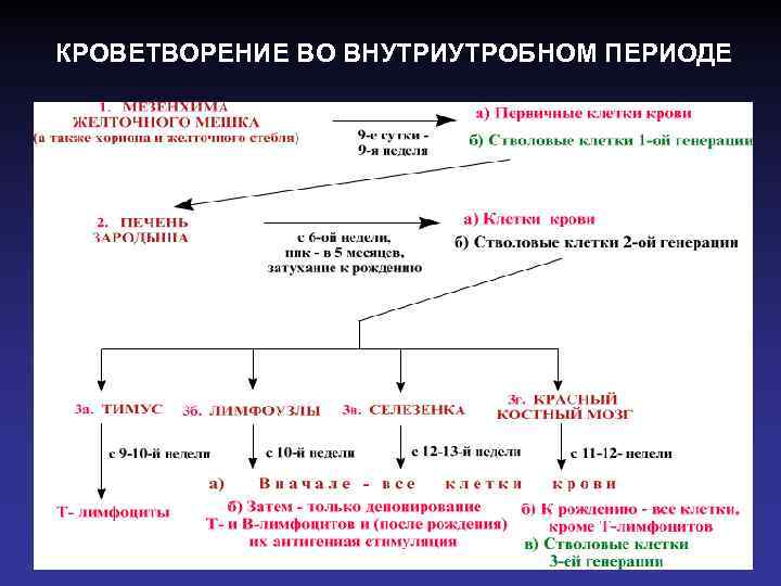 КРОВЕТВОРЕНИЕ ВО ВНУТРИУТРОБНОМ ПЕРИОДЕ 