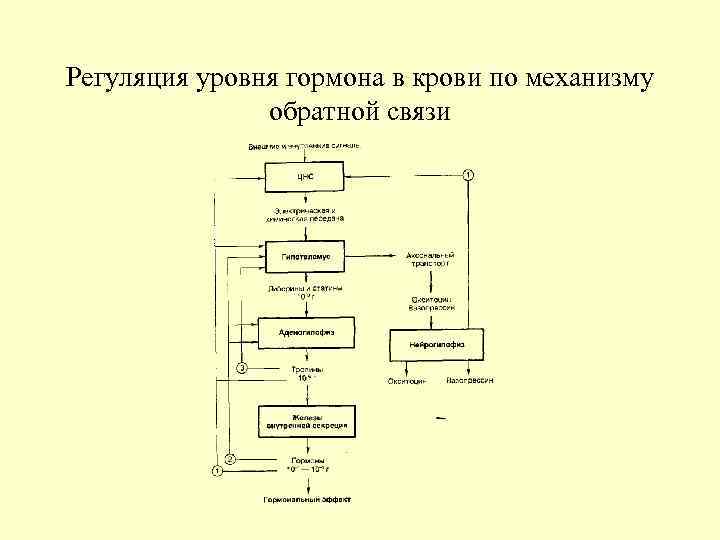 Регуляция уровня гормона в крови по механизму обратной связи 