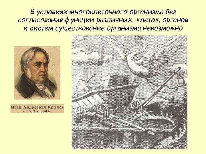 В условиях многоклеточного организма без согласования функции различных клеток, органов и систем существование организма