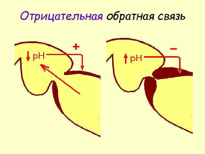 Отрицательная обратная связь 