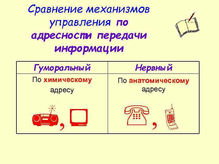 Сравнение механизмов управления по адресности передачи информации Гуморальный Нервный По химическому адресу По анатомическому