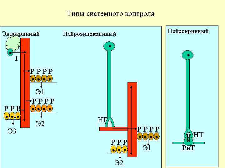 Типы системного контроля Нейрокринный Эндокринный Нейроэндокринный Г Р Р Р Э 3 Э 1