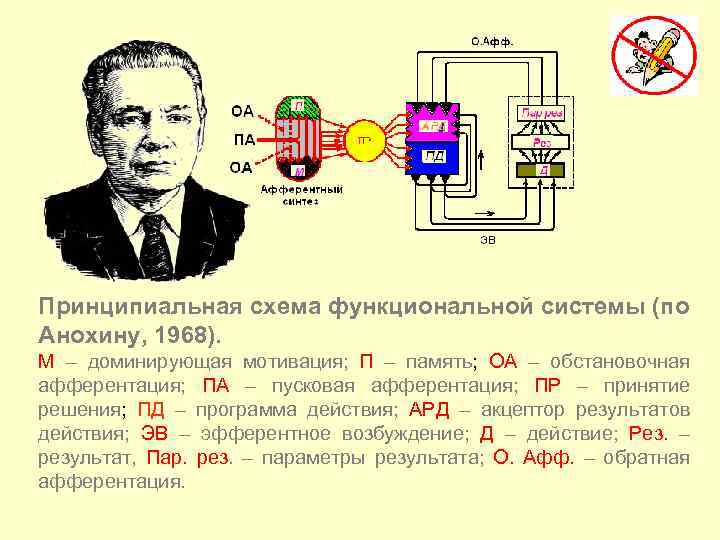 Принципиальная схема функциональной системы (по Анохину, 1968). М – доминирующая мотивация; П – память;