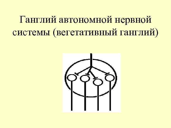 Ганглий автономной нервной системы (вегетативный ганглий) 