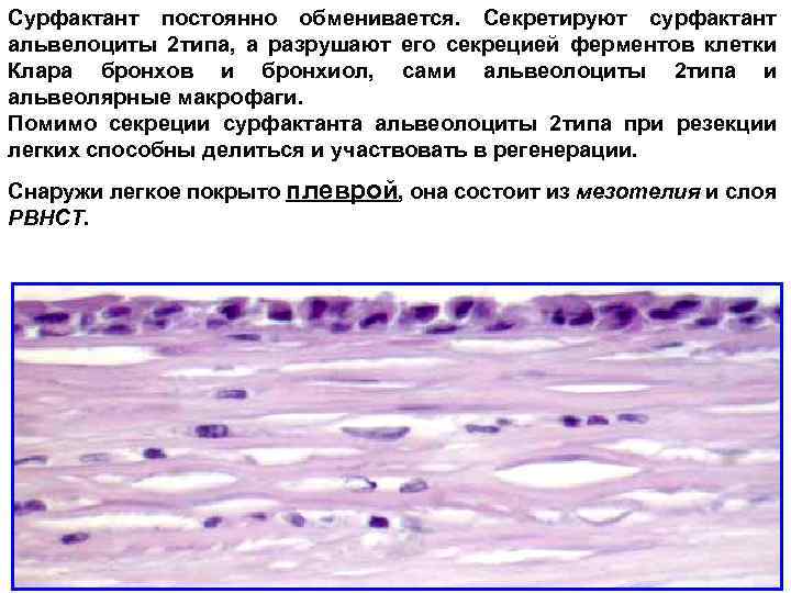 Дыхательная система гистология презентация