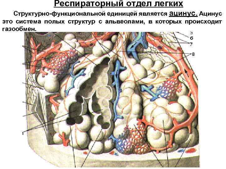 Респираторный отдел легких Структурно-функциональной единицей является ацинус. Ацинус это система полых структур с альвеолами,