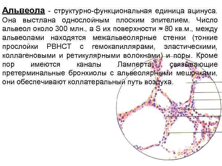 Дыхательная система гистология презентация