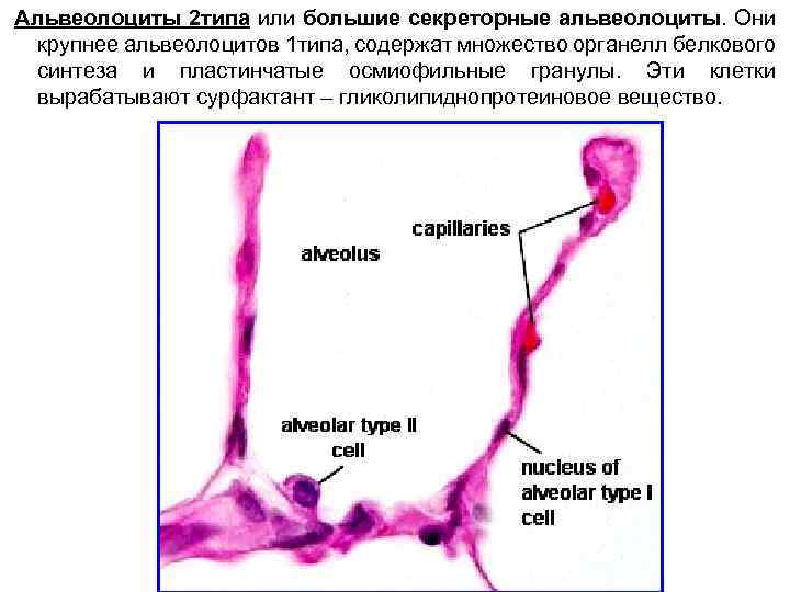 Альвеолоциты 2 типа или большие секреторные альвеолоциты. Они крупнее альвеолоцитов 1 типа, содержат множество