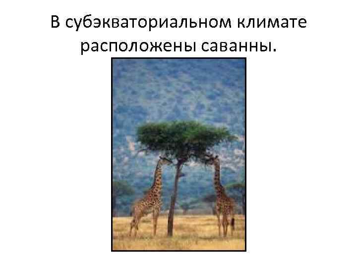 В субэкваториальном климате расположены саванны. 