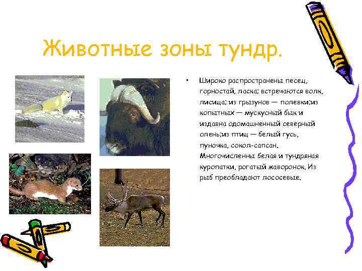 Животные зоны тундр. • Широко распространены песец, горностай, ласка; встречаются волк, лисица; из грызунов