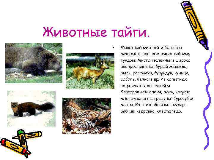 Животные тайги. • Животный мир тайги богаче и разнообразнее, чем животный мир тундры. Многочисленны
