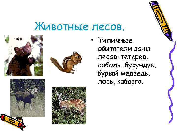 Животные лесов. • Типичные обитатели зоны лесов: тетерев, соболь, бурундук, бурый медведь, лось, кабарга.