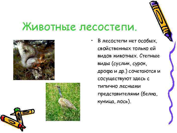 Животные лесостепи. • В лесостепи нет особых, свойственных только ей видов животных. Степные виды