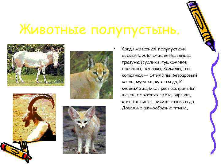 Животные полупустынь. • Среди животных полупустыни особенно многочисленны зайцы, грызуны (суслики, тушканчики, песчанки, полевки,
