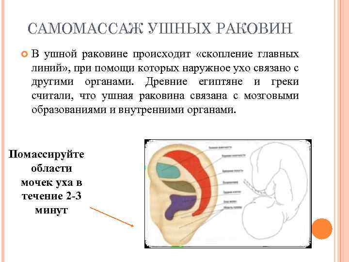 САМОМАССАЖ УШНЫХ РАКОВИН В ушной раковине происходит «скопление главных линий» , при помощи которых
