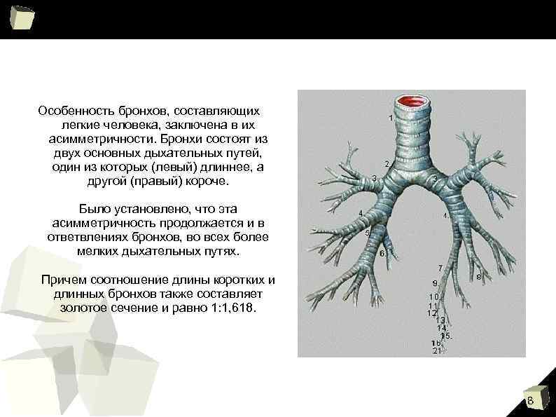 Особенность бронхов, составляющих легкие человека, заключена в их асимметричности. Бронхи состоят из двух основных