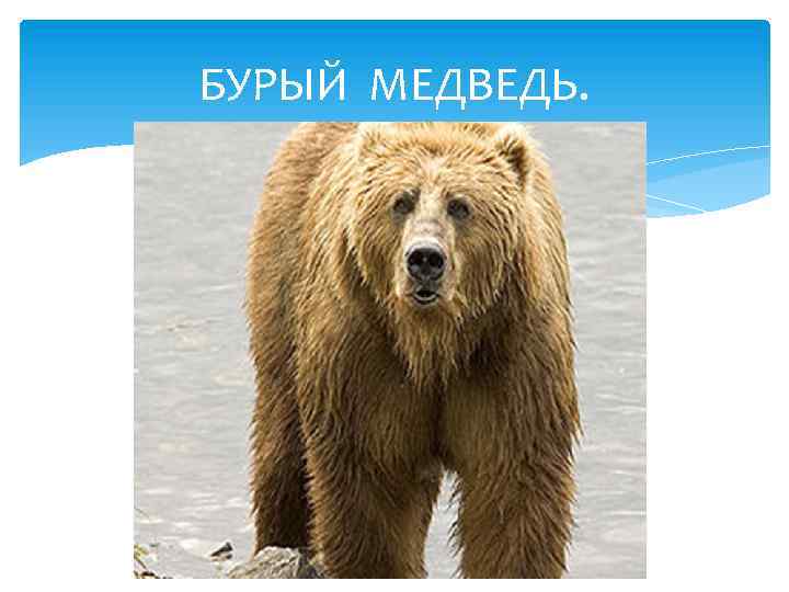 БУРЫЙ МЕДВЕДЬ. 