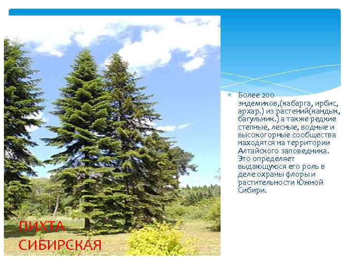  Более 200 эндемиков, (кабарга, ирбис, архар. ) из растений(кандык, багульник. ) а также