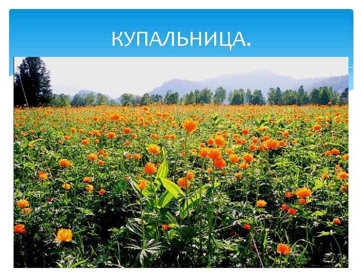 КУПАЛЬНИЦА. 