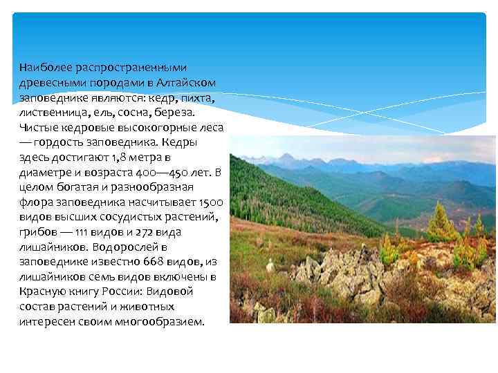 Наиболее распространенными древесными породами в Алтайском заповеднике являются: кедр, пихта, лиственница, ель, сосна, береза.