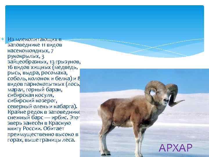  Из млекопитающих в заповеднике 11 видов насекомоядных, 7 рукокрылых, 3 зайцеобразных, 13 грызунов,