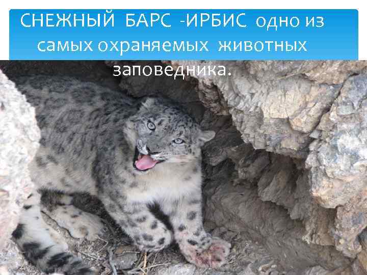 СНЕЖНЫЙ БАРС -ИРБИС одно из самых охраняемых животных заповедника. 