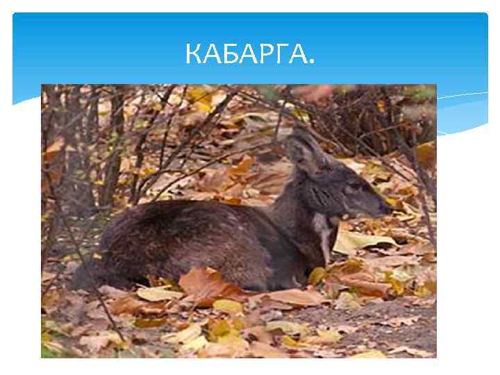 КАБАРГА. 