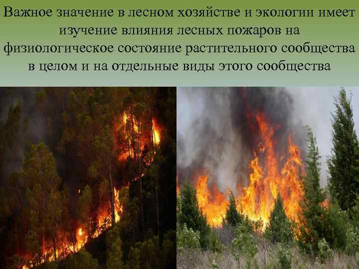 Лесная влияние на окружающую среду. Влияние лесных пожаров. Влияние пожаров на экологию. Лесные пожары причины и последствия. Причины лесных пожаров.