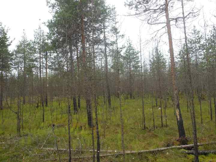 Место исследования – участок соснового леса в районе посёлка Талаги Приморского района Архангельской области