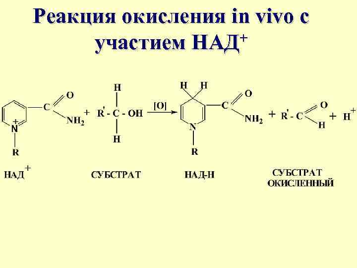 Реакция окисления in vivo с участием НАД+ 