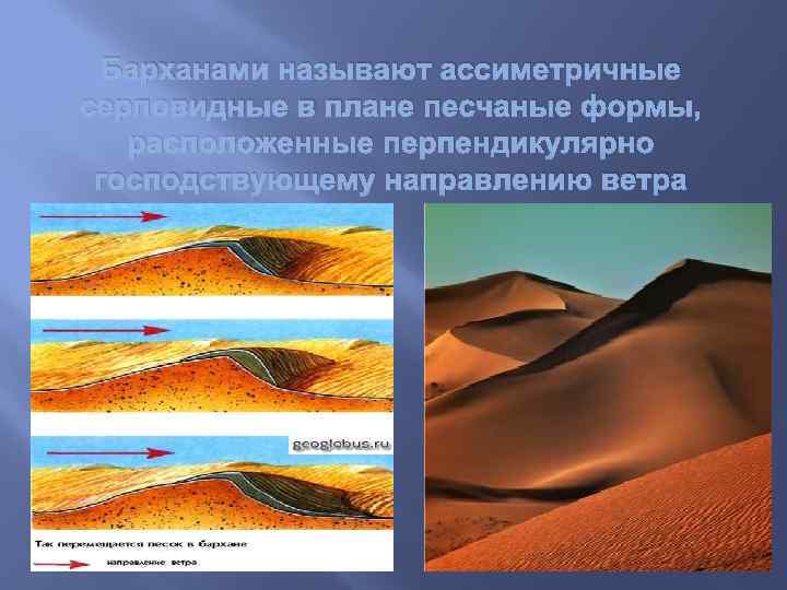 Барханами называют ассиметричные серповидные в плане песчаные формы, расположенные перпендикулярно господствующему направлению ветра 
