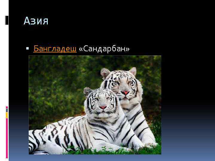 Азия Бангладеш «Сандарбан» 