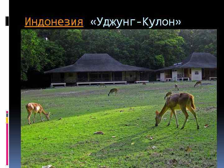 Индонезия «Уджунг-Кулон» 