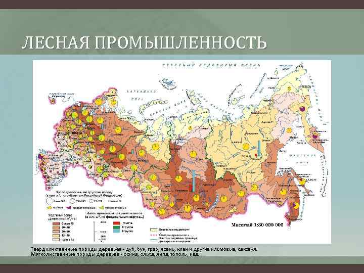 ЛЕСНАЯ ПРОМЫШЛЕННОСТЬ Твердолиственные породы деревьев - дуб, бук, граб, ясень, клен и другие ильмовые,