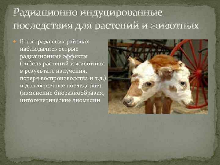 Радиационно индуцированные последствия для растений и животных В пострадавших районах наблюдались острые радиационные эффекты