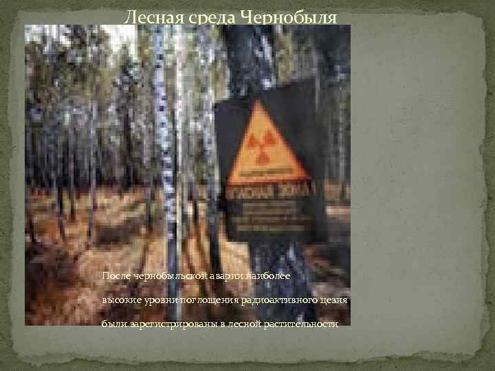  Лесная среда Чернобыля После чернобыльской аварии наиболее высокие уровни поглощения радиоактивного цезия были