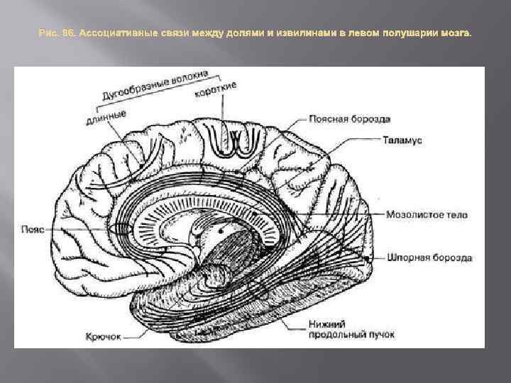 Шпорная борозда мозга. Борозда гиппокампа анатомия. Комиссуральные волокна конечного мозга. Шпорная борозда анатомия. Верхний продольный пучок в головном мозге.