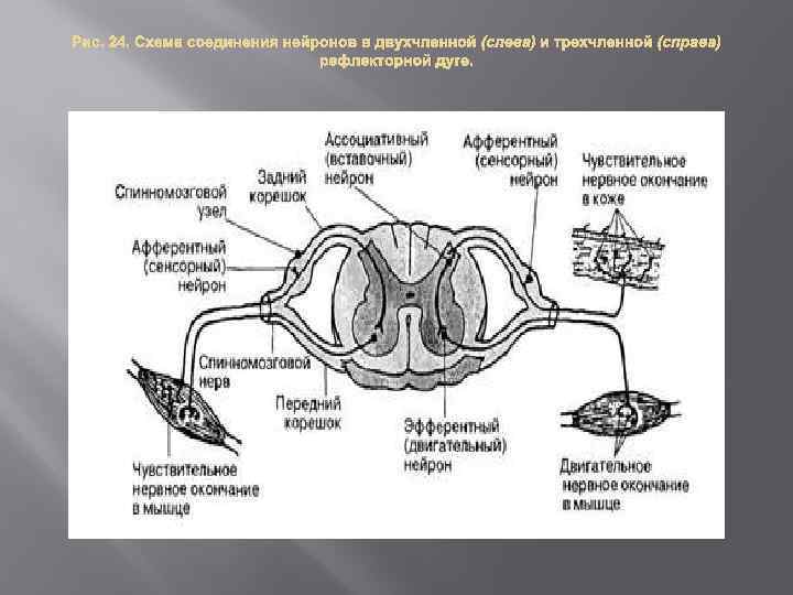 Укажите название и функции структурных частей нейрона на рисунке 1