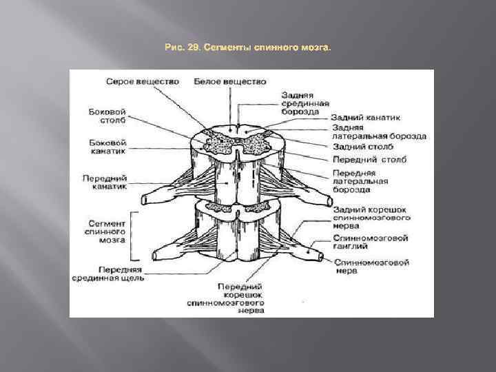 Выберите три верно обозначенные подписи к рисунку строение спинного мозга человека