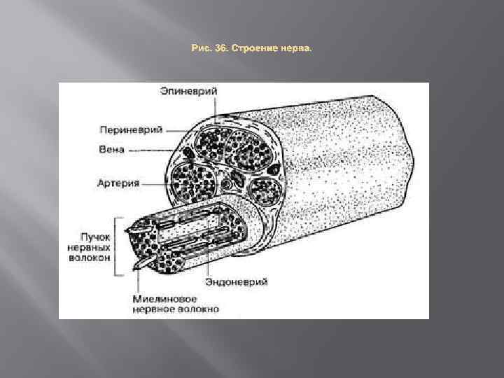 Внутреннее строение нерва