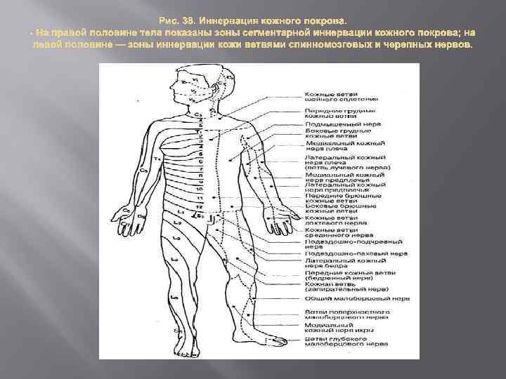 Схема сегментарной иннервации кожи корешками спинномозговых нервов