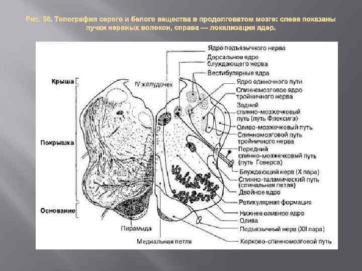 Продолговатый мозг серое и белое вещество